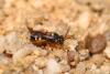 Nomada errans